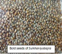 Sulkhania Bajra Seeds.jpg