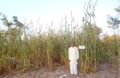 Mahavir Singh Arya with Bajra crop.jpg