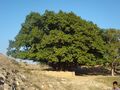 The Bargad tree Sarnau.JPG