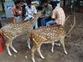 Chennai Children Park