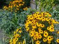 Flowers at Tilgate Park, West Sussex, England