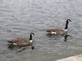 Birds in Royal Pond at Kensington Gardens, London