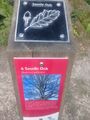 Sessile Oak (Quercus patraea) at Tilgate Park, West Sussex, England