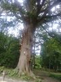 Sessile Oak (Quercus patraea) Tree at Tilgate Park, West Sussex, England