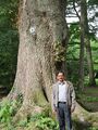 Laxman Burdak at Sessile Oak (Quercus patraea) Tree, Tilgate Park, West Sussex, England