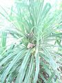 Chidiya Tapu, Plant-Pandanus