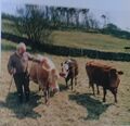 9. Rural Britain. Settle, Lankashire, rare breed cattle, Courtesy - Rural Britain Then and Now, p.109