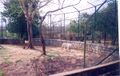 नंदनकानन जूलॉजिकल पार्क, भुवनेश्वर, उड़ीसा में सफ़ेद शेर