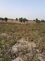 लेखक लक्ष्मण बुरड़क के खेत में मूंग फसल की मौसम की मार से बदहाल स्थिति, दिनांक 27.10.2021