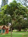 Lalbagh Botanical Garden Bangalore -लालबाग, बंगलोर