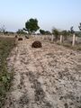 लेखक लक्ष्मण बुरड़क के खेत में मूंग फसल की स्थिति, पशुओं से बचाव की सुरक्षा व्यवस्था की गई है। दिनांक 27.10.2021