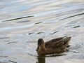 Birds in Titmus Lake at Tilgate Park, West Sussex, England