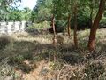 Udayagiri Fort, Deer Park