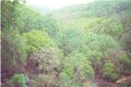 View of Amarkantak Forest From Kapildhara