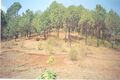 Pinus caribaea plantation at Amarkantak, India