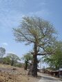 Baobab tree