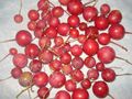 Capparis decidua ripe fruits