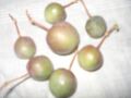 Capparis decidua unripe fruits