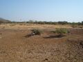 Black Buck in Deolia Lion Safari