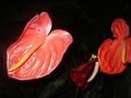बन झाखरी जल प्रपात, गंगटोक, सुंदर फूलों का संग्रह (Ban Jakhri Water Falls Park, Anthurium andraeanum Flowers)