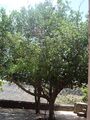 Khirni tree at Neelkanth Mahadev Mandu