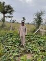 लेखक लक्ष्मण बुरड़क के मूंग के खेत में मूलाराम मेघवाल, पीछे पशुओं से बचाव की सुरक्षा व्यवस्था की गई है। दिनांक 11.09.2021