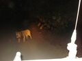 A Lion seen from Gypsy at Sasan Gir