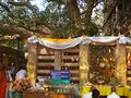 Mahabodhi tree (महाबोधि वृक्ष)