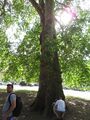 Plain Oak Tree in Bath, Somerset, England