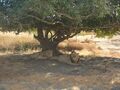 Lions at Sasan Gir