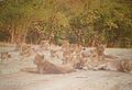 Lions at Sasan Gir