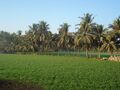 Somnath-Porbandar Fields in route