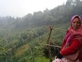 Tea plantation in Darjeeling