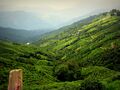 Tea plantations in Darjeeling