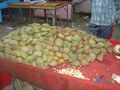 Terminalia catappa Fruit at Girnar